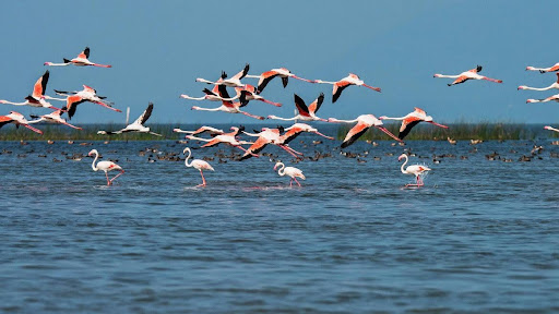 Chilika Lake