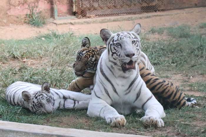 Nandankanan Zoological Park, Bhubneshwar