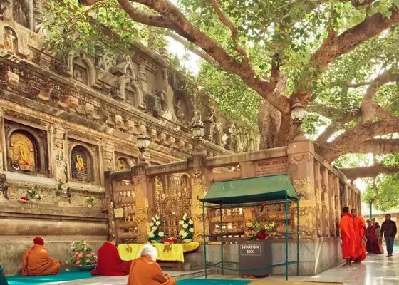 Bodhi Tree